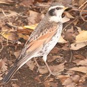 Dusky Thrush